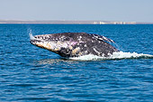 WHA 01 SK0001 01
Gray Whale Breaching Mexico
