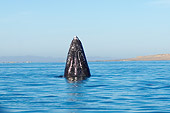 WHA 01 SK0002 01
Gray Whale Spyhopping Mexico