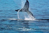 WHA 02 BA0001 01
Humpback Whale Tail Sticking Out Of Water
