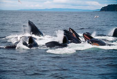 WHA 02 BA0002 01
Group Of Humpback Whales Making Bubble Net