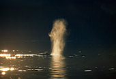 WHA 02 GL0001 01
Humpback Whale Spouting Through Blowhole At Dusk
