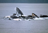 WHA 02 GL0002 01
Group Of Humpback Whales Bubble Net Feeding At Surface Of Sea