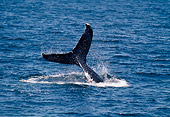 WHA 02 GL0003 01
Tail Of Humpback Whale At Surface Of Sea