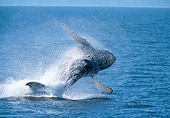 WHA 02 GL0004 01
Humpback Whale Breaching In Ocean