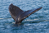 WHA 02 HB0001 01
Humpback Whale Fluke In Southeast Alaska
