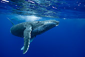 WHA 02 KH0001 01
Humpback Whale Swimming In Sea Polynesia