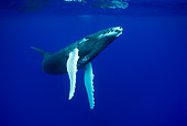 WHA 02 KH0004 01
Humpback Whale Calf Swimming In Sea Polynesia