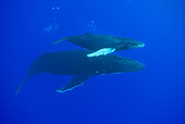 WHA 02 KH0006 01
Humpback Whale Calf Swimming Over Mother In Sea Polynesia