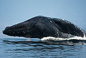 WHA 02 MC0001 01
Humpback Whale Breaching In Display Alaska