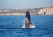 WHA 02 MC0002 01
Humpback Whale Breaching Baja California
