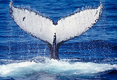 WHA 02 MC0003 01
Humpback Whale Showing Tail Mexico