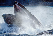 WHA 02 MC0005 01
Close-Up Of Humpback Whale Bubblenet Feeding Coastal Alaska