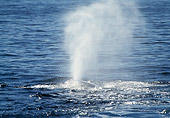 WHA 02 MC0006 01
Humpback Whale Spouting Through Blowhole Baja California