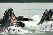 WHA 02 MC0007 01
Humpback Whales Bubble Net Feeding Alaska
