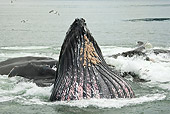WHA 02 MC0008 01
Humpback Whales Bubble Net Feeding Alaska
