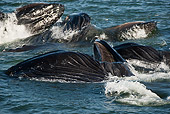 WHA 02 MC0009 01
Humpback Whales Bubble Net Feeding Alaska
