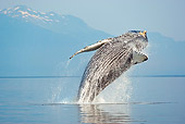 WHA 02 MC0010 01
Humpback Whale Breaching With Snowy Mountains In Background Alaska