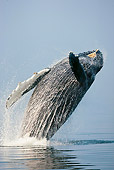 WHA 02 MC0011 01
Humpback Whale Breaching Alaska