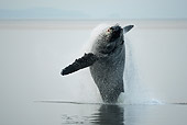 WHA 02 MC0012 01
Humpback Whale Breaching Alaska
