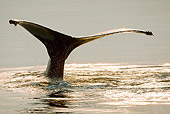 WHA 02 MC0013 01
Humpback Whale Fluke With Sunset Reflected Alaska