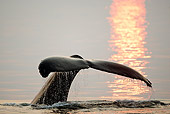 WHA 02 MC0014 01
Humpback Whale Fluke With Sunset Reflected Alaska