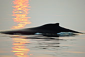 WHA 02 MC0015 01
Humpback Whale Fluke With Sunset Reflected Alaska