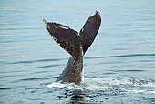 WHA 02 MC0016 01
Humpback Whale Fluke In Frederick Sound, Alaska