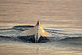 WHA 02 MC0017 01
Humpback Whale Fluke In Frederick Sound, Alaska