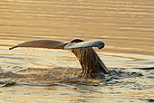 WHA 02 MC0018 01
Humpback Whale Fluke In Frederick Sound, Alaska