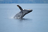 WHA 02 MC0019 01
Humpback Whale Breaching In Frederick Sound, Alaska