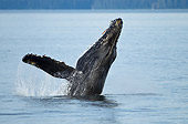 WHA 02 MC0020 01
Humpback Whale Breaching In Frederick Sound, Alaska