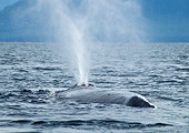 WHA 02 MC0021 01
Humpback Whale Blowing From Blowhole In Frederick Sound, Alaska