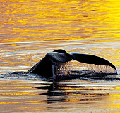 WHA 02 MC0022 01
Humpback Whale Tail At Sunset In Frederick Sound, Alaska