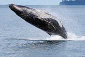 WHA 02 WF0001 01
Humpback Whale Breaching In Ocean