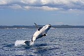 WHA 02 WF0003 01
Humpback Whale Breaching In Ocean