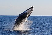 WHA 02 WF0004 01
Humpback Whale Breaching In Ocean