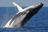 WHA 02 WF0005 01
Humpback Whale Breaching In Ocean