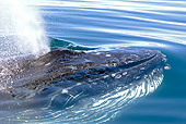 WHA 02 WF0008 01
Close-Up Of Humpback Whale Blowing Through Blowhole At Surface