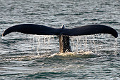 WHA 02 WF0009 01
Humpback Whale Tail Above Surface Of Water