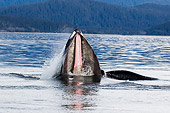 WHA 02 JM0001 01
Head Shot Of Humpback Whale Surfacing