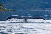 WHA 02 JM0002 01
Humpback Whale Tail Surfacing