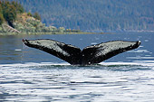 WHA 02 JM0003 01
Humpback Whale Tail Surfacing