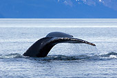 WHA 02 JM0004 01
Humpback Whale Tail Surfacing
