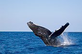 WHA 02 JM0005 01
Profile Of Humpback Whale Breaching