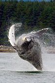 WHA 02 JM0006 01
Humpback Whale Breaching