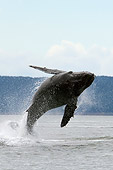WHA 02 JM0007 01
Humpback Whale Breaching