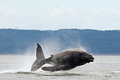 WHA 02 JM0008 01
Humpback Whale Breaching