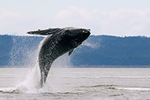 WHA 02 JM0009 01
Humpback Whale Breaching