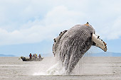 WHA 02 JM0010 01
Humpback Whale Breaching