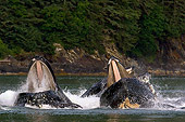 WHA 02 JM0011 01
Humpback Whales Bubble Net Feeding